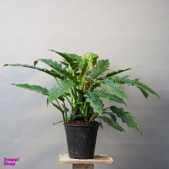 گیاه طبیعی فیلودندرون کنگره ای  مدل 01