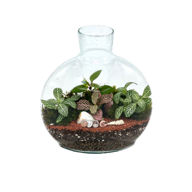 تراریوم مدل آنتالیا سایز کوچک