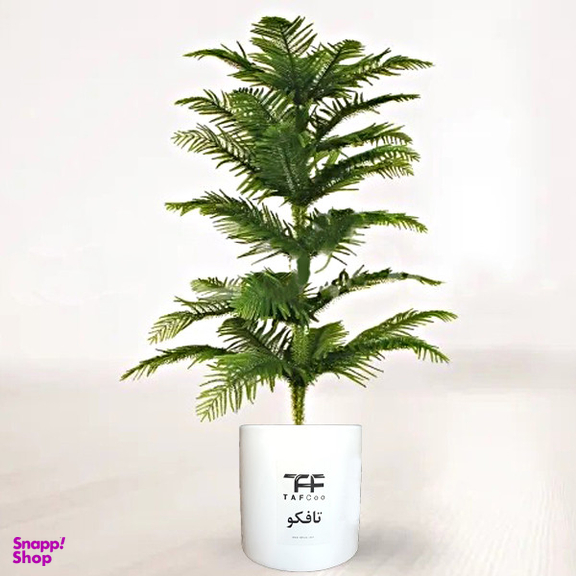 گیاه طبیعی کاج مطبق تافکو مدل x1