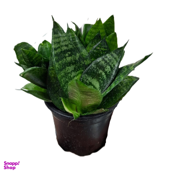 گیاه طبیعی سانسوریا پا کوتاه کد 2520
