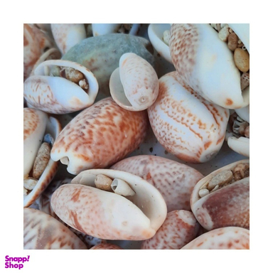 صدف تزیینی آکواریوم مدل پر طلایی وزن 300 گرم