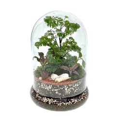 تراریوم مدل فلکسی کوتاه