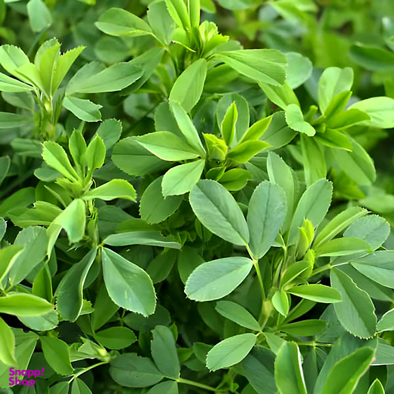 عرق یونجه ارگانیک ژیک حجم 1 لیتر