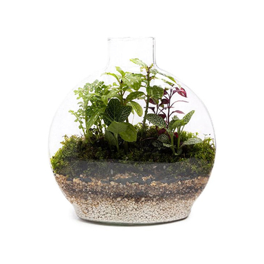 تراریوم شیشه ای سایز متوسط
