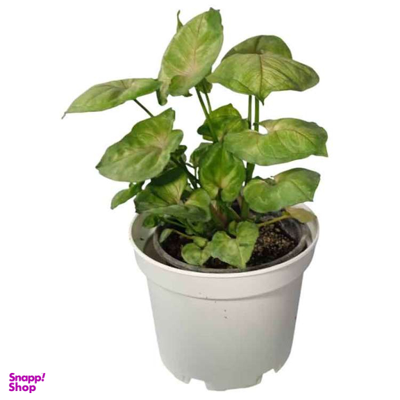 گیاه طبیعی سینگونیوم تروپیکانا کد 02
