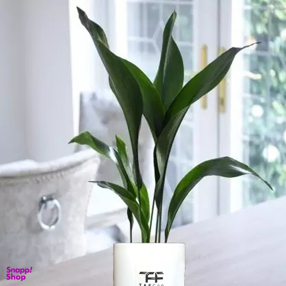 گیاه طبیعی برگ عبایی تافکو کد 1x