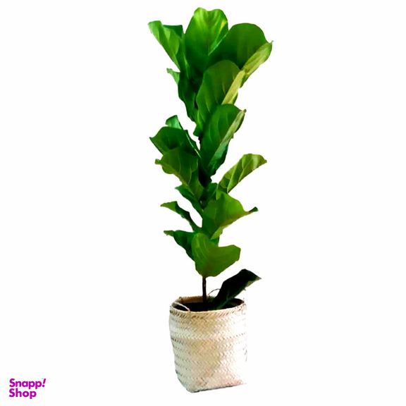 گیاه طبیعی فیکوس آفریقایی مدل P1002
