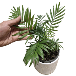 گیاه طبیعی نخل شامادورا کد 02