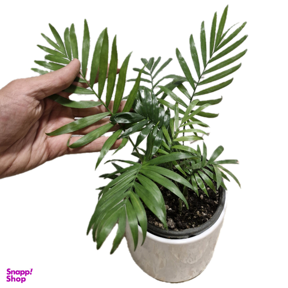 گیاه طبیعی نخل شامادورا کد 02