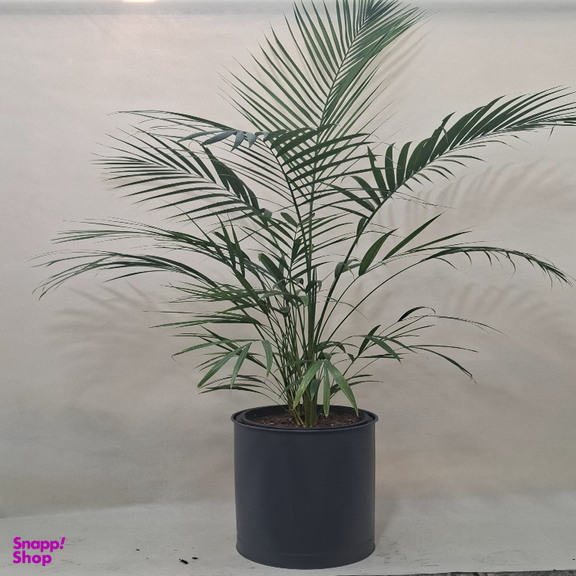 گیاه طبیعی نخل اریکا کد p-0441