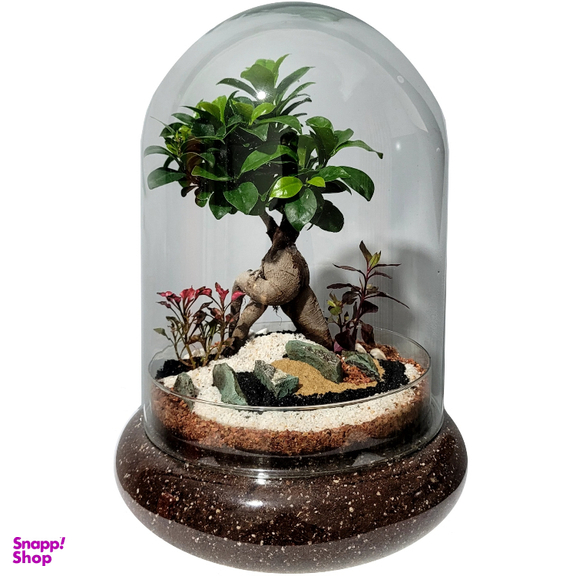 تراریوم مدل ترارتوس بونسای فیکوس کد 01