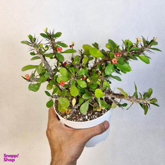 گیاه طبیعی مرجان مینیاتوری کد 02