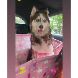 کاور قفس حیوانات بابل کارپت مدل مدل 03_634