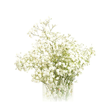 دسته گل طبیعی ژیپسوفیلا سایز کوچک رنگ سفید