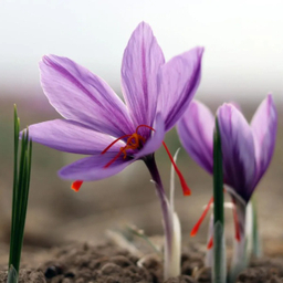 زعفران سرگل جوان بختی طرح مرسا وزن 0.5 مثقال