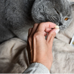 اسنک تشویقی توپی گربه جیم کت مدل GimCat Milkbits با طعم شیر وزن 50 گرم