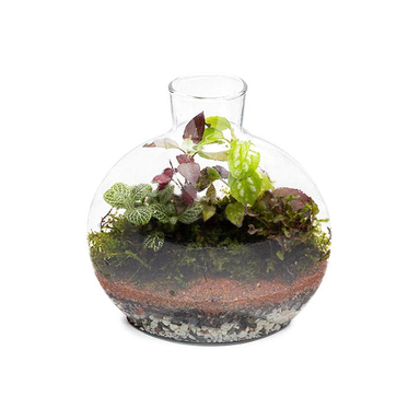 تراریوم شیشه ای سایز کوچک