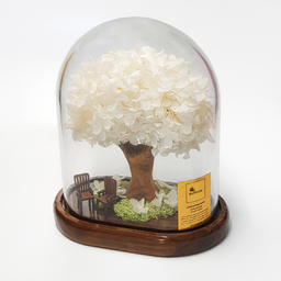 باکس درختچه گل هورتانسیا جاودان مدل آدونیس رز رنگ سفید