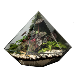 تراریوم ترارتوس مدل 04