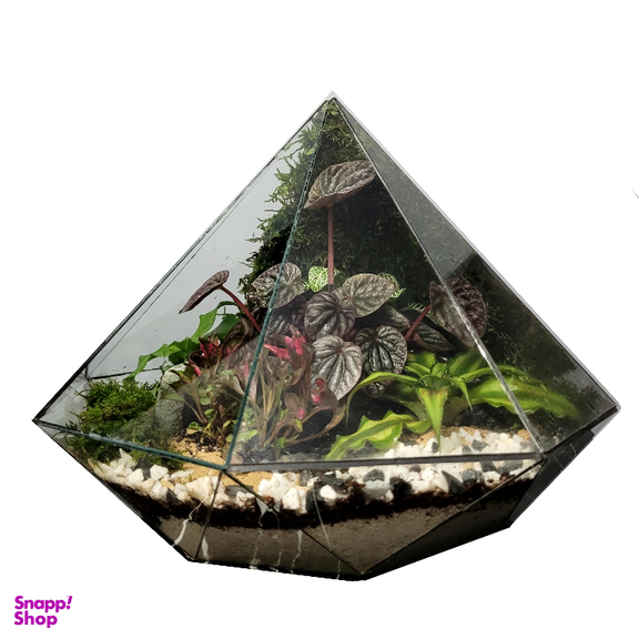 تراریوم ترارتوس مدل 04