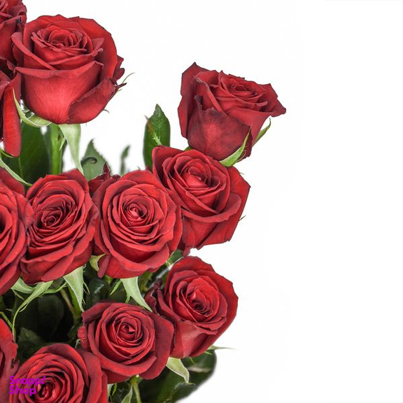 دسته گل رز هلندی قرمز هیمان کد Ro08