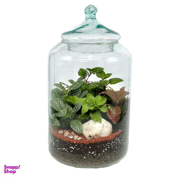 تراریوم مدل کپسولی سایز بزرگ