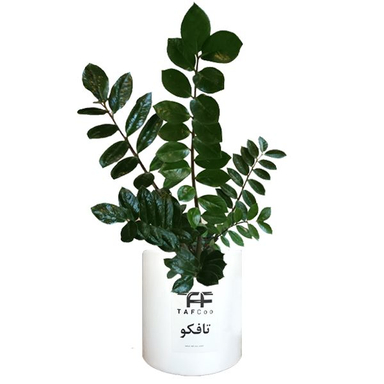 گیاه طبیعی زاموفیلیا سبز تافکو مدل 3X
