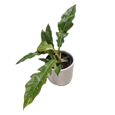 گیاه طبیعی فیلودندرون کنگره مدل آتشین کد 02