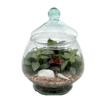 تراریوم مدل زنبق