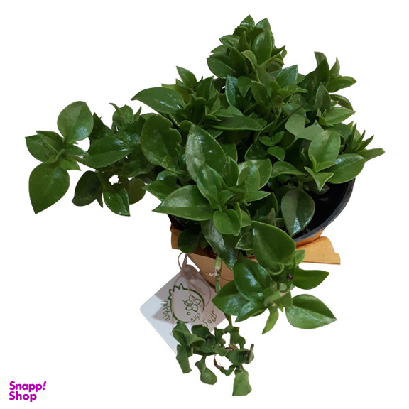 گیاه طبیعی ناز فرانسوی ناردونه کد M01