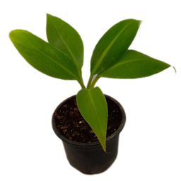 گیاه طبیعی نهال موز کد 02