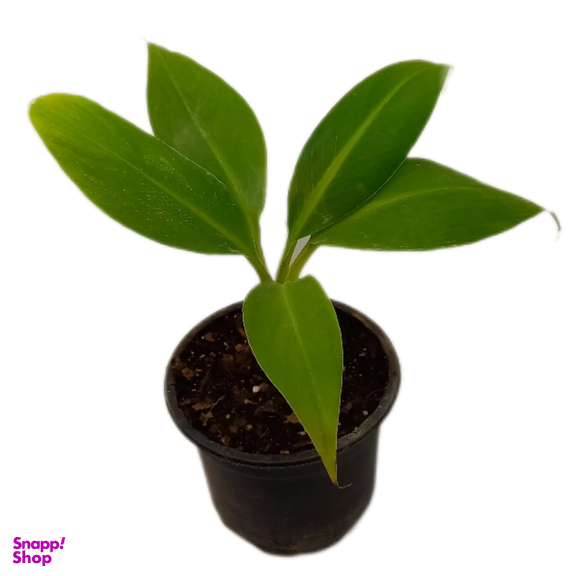 گیاه طبیعی نهال موز کد 02