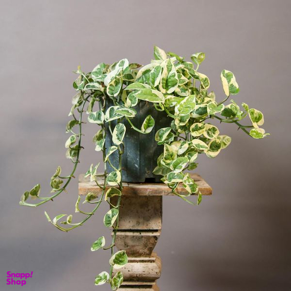 گیاه طبیعی پتوس ارتشی مدل 01