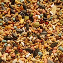 غذا خشک عروس هلندی تاپ فید مدل Cockatiles Nuts وزن 1 کیلوگرم