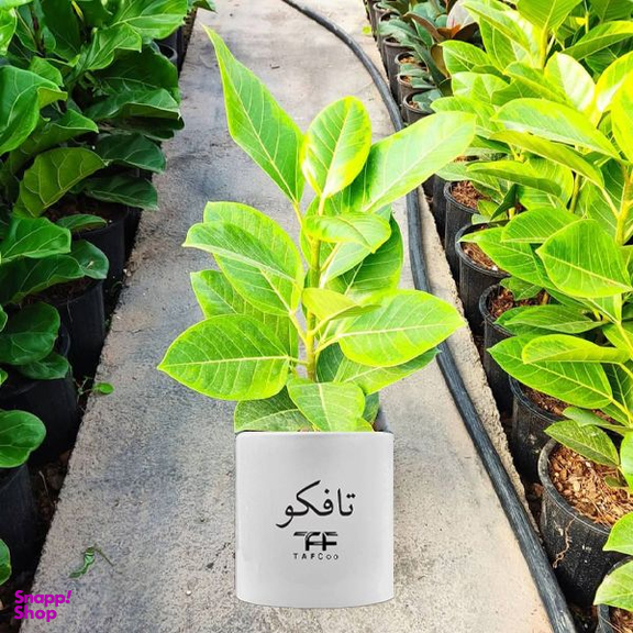 گیاه طبیعی فیکوس آلتیسیما تافکو کد 2x