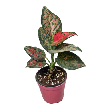 گیاه طبیعی آگلونما قرمز مدل 01