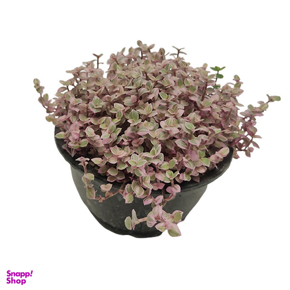 گیاه طبیعی برگ بیدی صورتی ریز کد bdr01