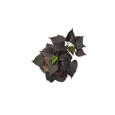 گیاه طبیعی اپومیای بنفش کد epo01