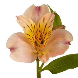 ست کاتر و وینر فوندانت به گز مدل گل آلسترومریا مجموعه 6 عددی