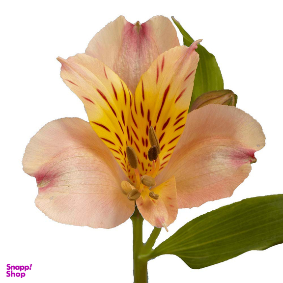 ست کاتر و وینر فوندانت به گز مدل گل آلسترومریا مجموعه 6 عددی