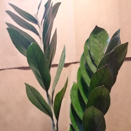 گیاه طبیعی زامیفولیا مدل z-2