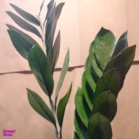گیاه طبیعی زامیفولیا مدل z-2