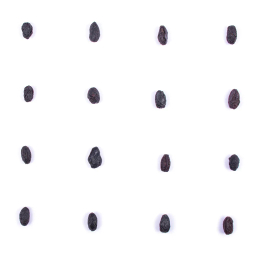 زغال اخته خشک بارجیل